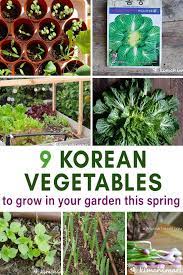 9 Korean Vegetables To Grow In Your Garden This Spring Korean Vegetables Growing Vegetables Korean Food