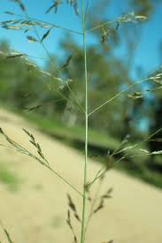 Image result for Eragrostis phyllacantha