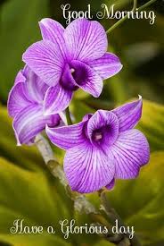 Good Morning Have A Glorious Day Orchid Flower Beautiful Orchids Orchids