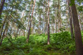 Bekijk meer ideeën over wandelen, wandelroutes, reizen. Wandeling Doorheen Het Hallerbos 5 Km Week Van Het Bos Effen Weg Vzw