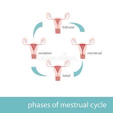 Menstrual Cycle Phases Diagram Stock Vector Illustration