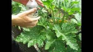Learn more about sodium bicarbonate health benefits, uses, side effects, effectiveness, safety sodium bicarbonate is a salt that breaks down in fluids, including blood and urine, to form sodium. Ez How To Make A Powdery Mildew Spray Baking Soda Fungicide Youtube