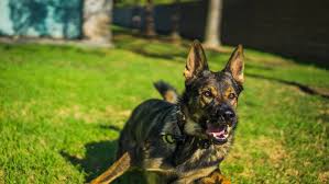 Maybe you would like to learn more about one of these? Our German Shepherd Puppies