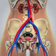 We did not find results for: Durerea De Ovare Ce InseamnÄ Si Care Sunt Cauzele Boli Si Tratamente SÄnÄtate Unica Ro