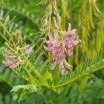Image result for Astragalus atropilosulus