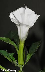 Image result for durman obecný květ