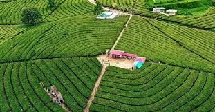 Flying around with dji inpire 1 at tea plantation in pangalengan, west java indonesia. Ide Liburan Di Bandung Indahnya Perkebunan Teh Kertamanah Yang Terlihat Eksotis