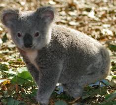 Sydney Australia Animals Photography Animals