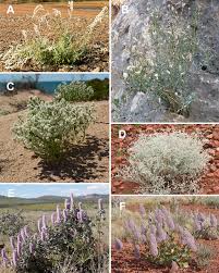 Image result for Aerva leucura