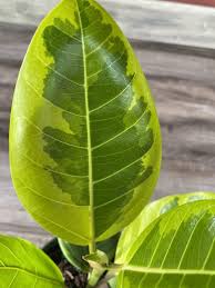 Image result for Ficus tesselata