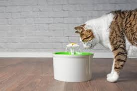 Haruskah pergi ke dokter lemah, lesu dan selera makan turun adalah indikasi demam. Cara Merawat Kucing Demam Tanpa Harus Ke Vet Blog Elevenia