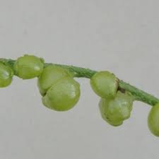 Image result for Heliotropium ciliatum