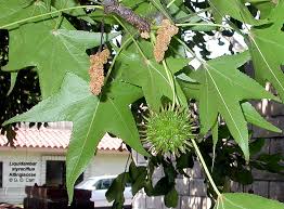 Image result for Altingiaceae