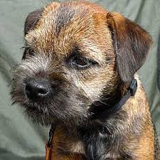 Border terriers come from the cheviot hills along the border of england and scotland. Terrier Aline Auble