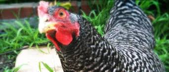 Check the environment to be sure there aren't stressors in the area. Our Loud Chicken Nena