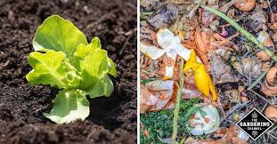 Approximately half the recommended strength means using only half as much fertilizer per plant or in solution. What Is The Best Fertilizer For Lettuce Gardening Channel