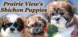 Shichon Or Teddy Bear Puppies For Sale In Illinois And Malshi Puppies For Sale In Illinois Shichon Puppies Puppies Teddy Bear Puppies