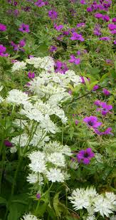 Lovely Planting Combination Of Geranium And Astranti Garten Pflanzen Geranien