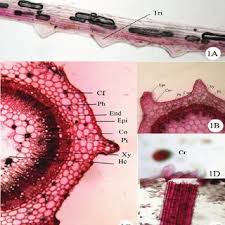 Image result for Gisekiaceae