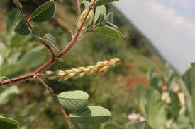 Image result for Indigofera astragalina