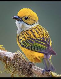 A Silver Throated Tanager In Costa Rica They Eat Small Fruit And Insects Animals Nature Photography In 2020 Beautiful Birds Colorful Birds Animals Beautiful