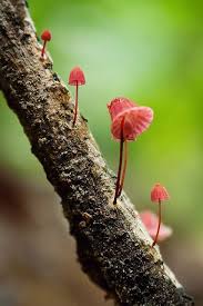 Image result for Marasmius sp.