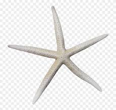Baking is perfect for those of us who are impatient. White Starfish Png Dry Starfish Png Transparent Png 800x800 6090252 Pngfind
