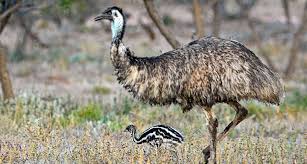 How Emus And Ostriches Lost The Ability To Fly Ostriches Emu Bird Species