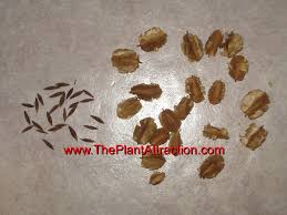 Image result for Combretum microphyllum