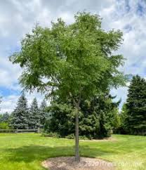Purpletree organic açaí blends are yummy blends of pureed organic açaí palm fruit prepared with. Kentucky Coffee Tree