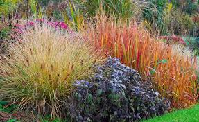 Diese Ziergraser Sorgen Im Herbst Fur Farbe Gras Garten Pflanzen
