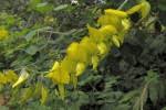 Image result for Crotalaria agatiflora