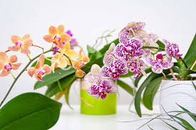 Image result for Orchidaceae