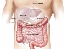 Una milza ingrossata non riesce a svolgere correttamente le proprie funzioni, ed occorre scoprire il prima possibile le cause che hanno portato la milza ad ingrossarsi eccessivamente. Fegato Disturbi E Tutti I Rimedi Cure Naturali It