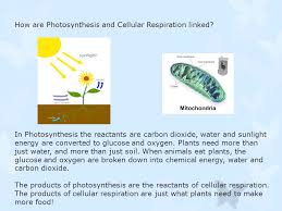 Digested foods have chemical energy Why Do Plants Need Cellular Respiration