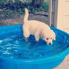 To be determined at time of consultation. Services And Rates Lone Star Pet Sitting And Dog Walking