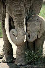 Les éléphants sont les plus gros animaux terrestres. Beauty Is The Love Between Parent And Child Animaux Elephanteaux Bebe Elephant