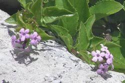 Image result for Teedia lucida