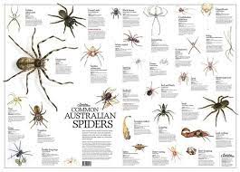 Pin By Stuart Charlton On Australia Australian Spider Spiders In Australia Spider