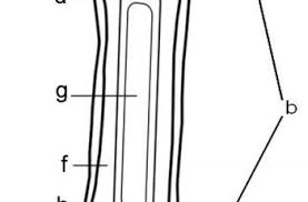 The long bones in the legs are the femur, tibia, and fibula. Label The Parts Of A Long Bone Bones Labels Skeletal System