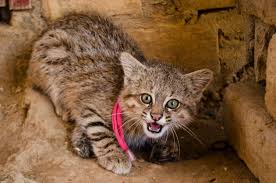 Livechart.me is your guide to new anime Peru Tras Las Huellas Del Gato De Pajonal O Gato Del Desierto