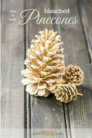 How To Make Gorgeous Bleached Pinecones Tannenzapfen Dekor Tannenzapfen Kunst Diy Weihnachten