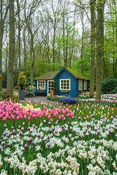 A Beautiful Use Of Flower Bulbs Fall Is The Time To Plant For Beautiful Spring Flowers Keukenhof Gardens Near A Cute Cottage Beautiful Gardens Small House