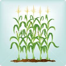 Free cornstalk silhouette, download free clip art, free clip. Row Of Corn Stalks Corn Painting Corn Drawing Corn Stalks