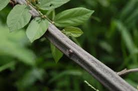 Image result for Grewia flavescens