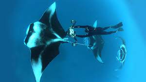 Nicole konrad laetitia seiler sonja strauss fotos: Dive Into An Ocean Photographer S World Thomas Peschak Youtube