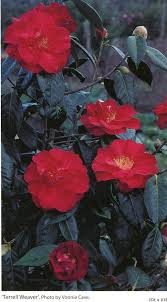 Terrell Weaver-Cultivars-International Camellia Register