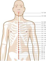 Diagrams Or Charts Of The 14 Tcm Acupuncture Acupressure