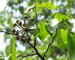 Image result for Monoon