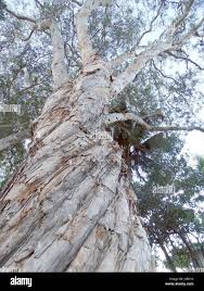 Image result for Melaleuca